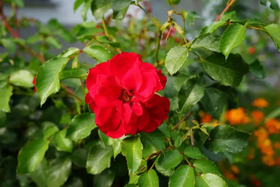 Růže odrůdy ’Rotilia’