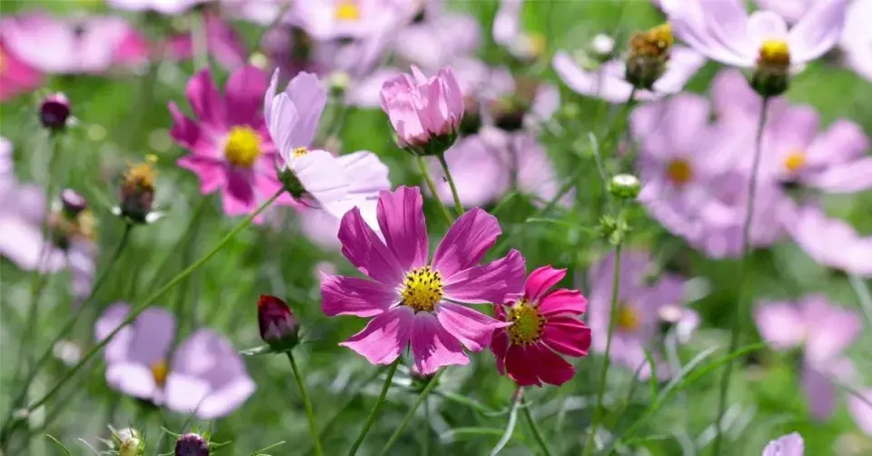 Krásenka zpeřená (Cosmos bipinnatus)