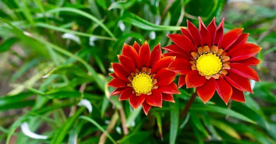Gazánie zářivá (Gazania rigens)