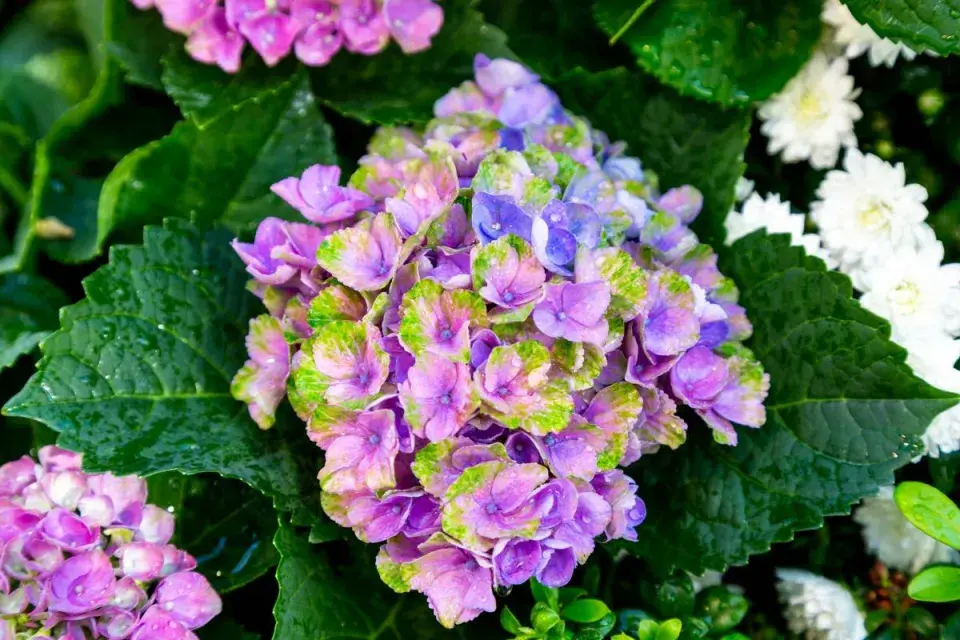 Hortenzie velkolistá (Hydrangea macrophylla) ’Magical Amethyst’