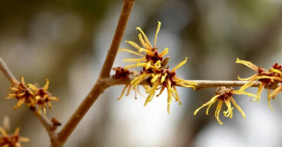 Vilín (Hamamelis)