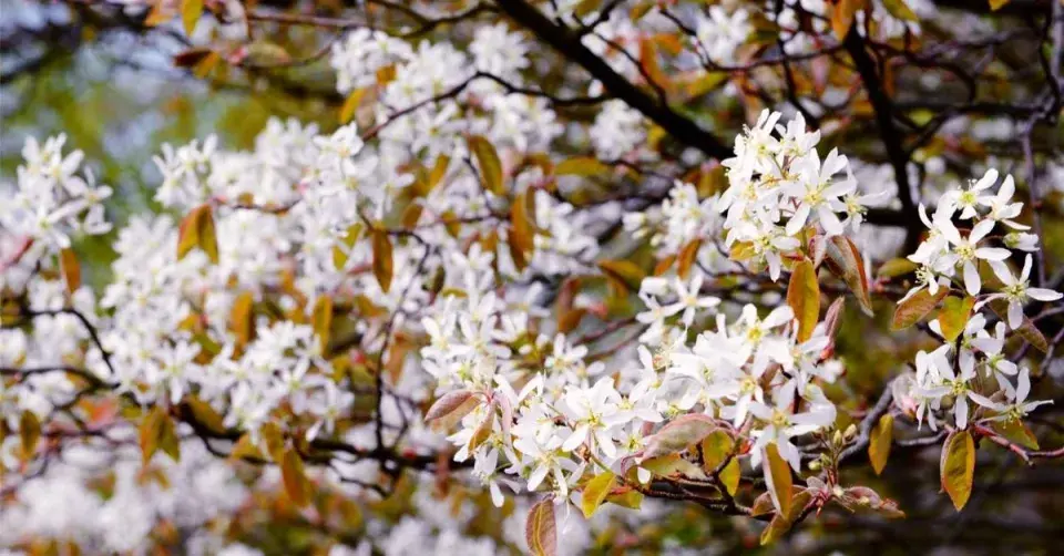 Muchovník (Amelanchier)