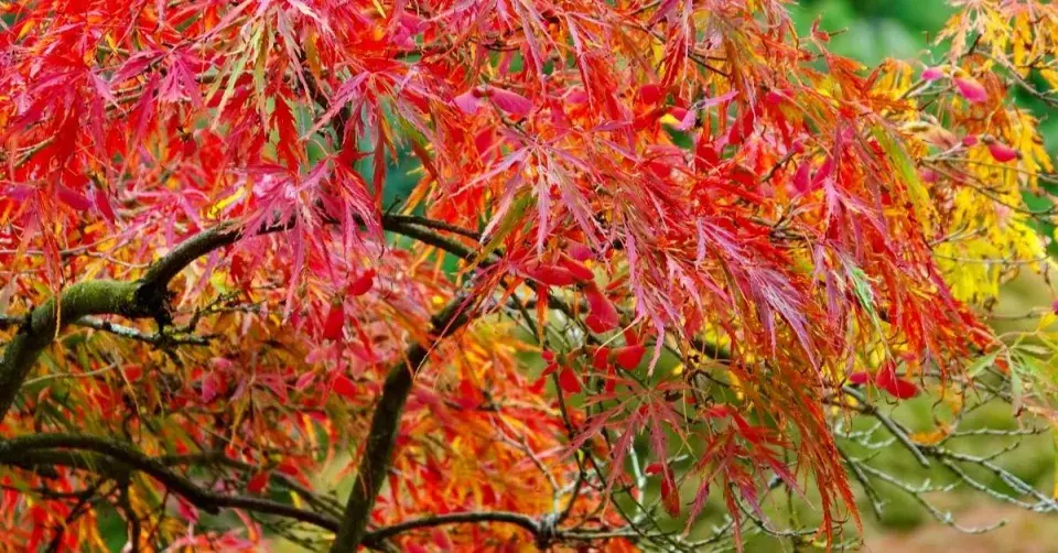 Javor dlanitolistý (Acer palmatum)