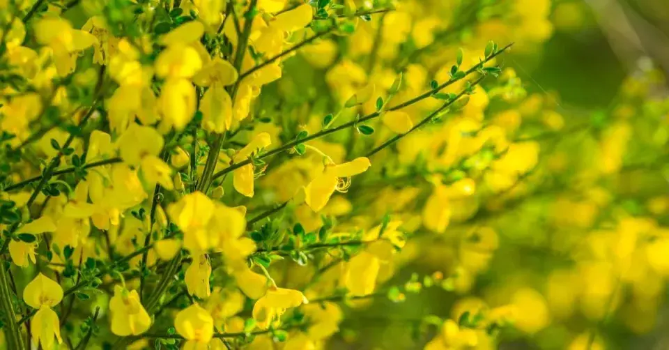 janovec metlatý (Cytisus scoparius)