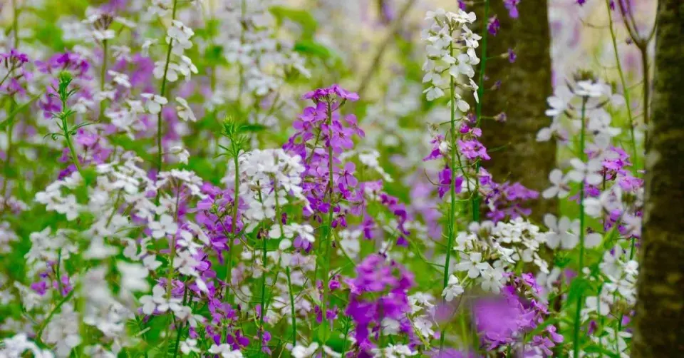 Večernice vonná (Hesperis matronalis)