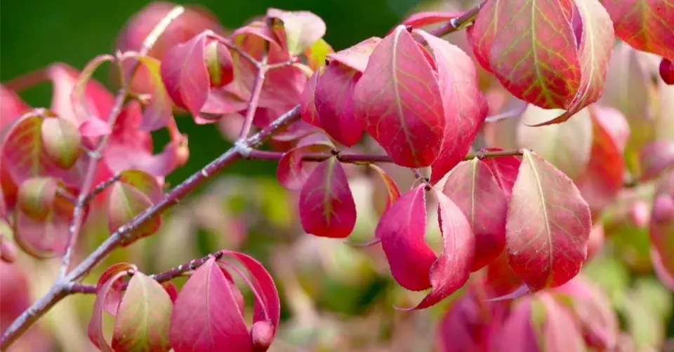 Brslen křídlatý (Euonymus alatus)