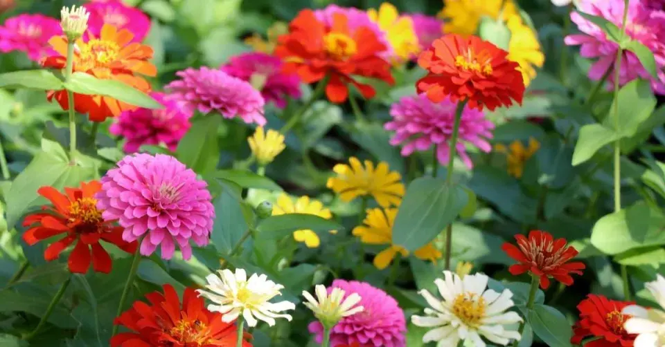 Ostálka sličná (Zinnia elegans)