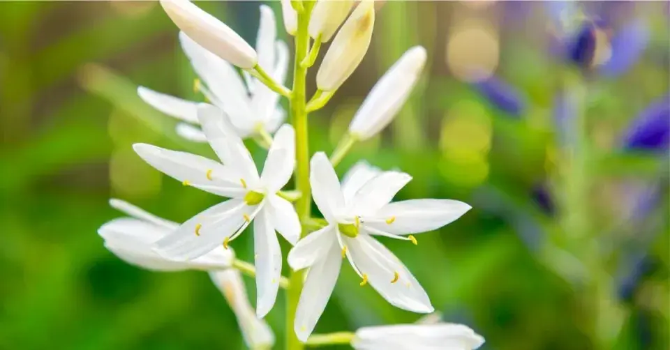 Ladoník Leichtlinův (Camassia leichtlinii)
