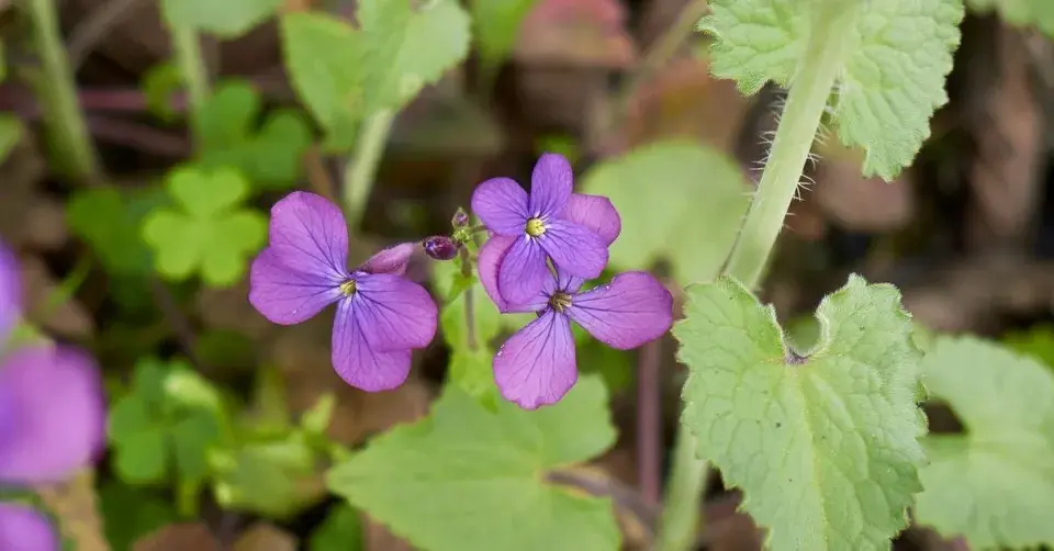 Měsíčnice roční (Lunaria annua)