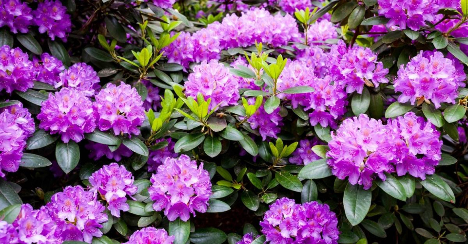 Pěnišník (Rhododendron)