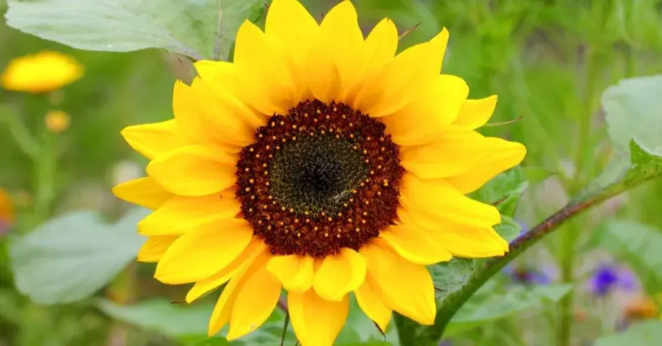 Slunečnice roční (Helianthus annuus)
