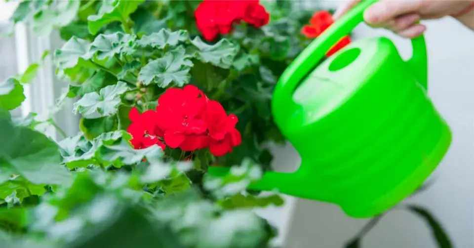 Zálévání muškátů konvičkou