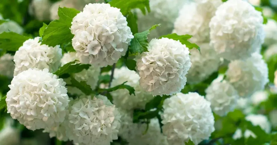 Kalina obecná (Viburnum opulus ’Roseum’)