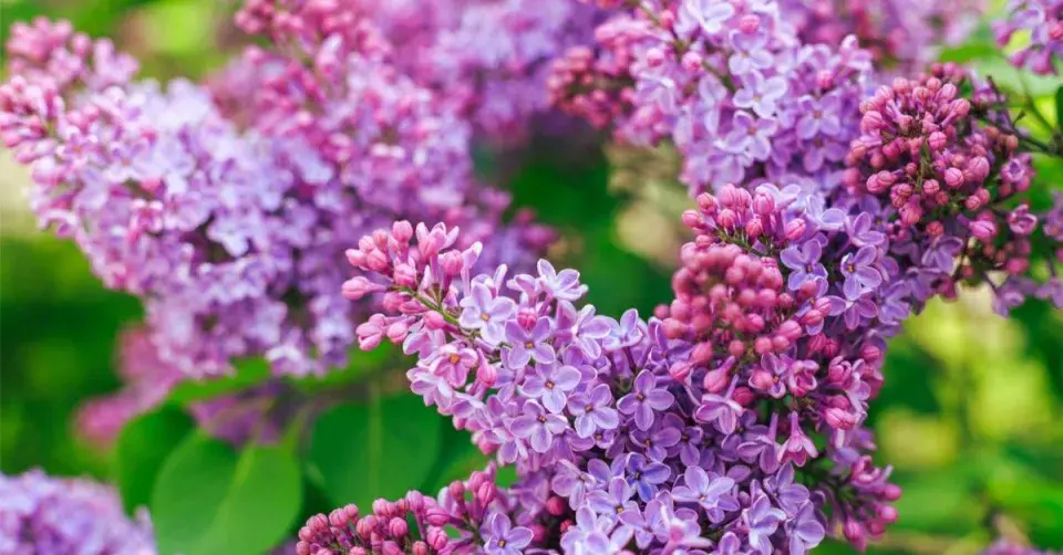 Šeřík obecný (Syringa vulgaris)