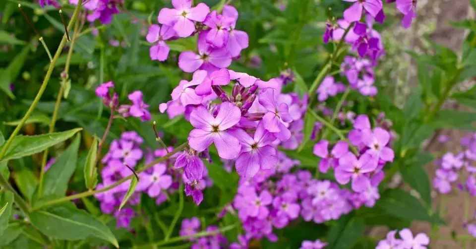 Večernice vonná (Hesperis matronalis)