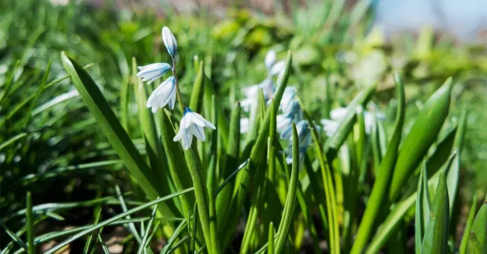 Ladoňka bleděmodrá (Scilla mischtschenkoana)