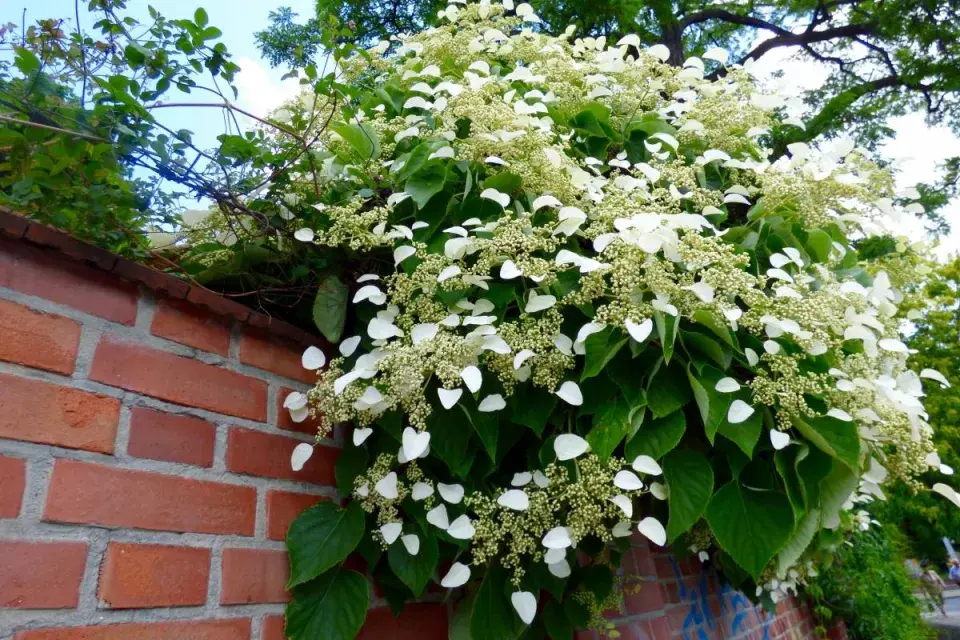 Hortenzie řapíkatá (Hydrangea petiolaris)