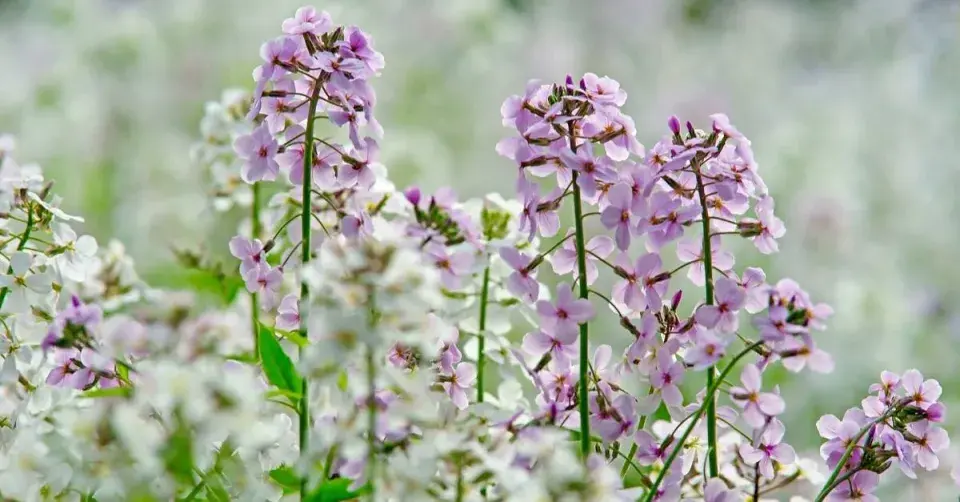 Večernice vonná (Hesperis matronalis)