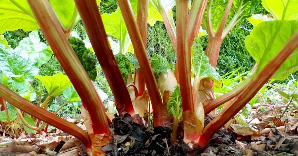Řapíky rebarbory (Rheum rhabarbarum)