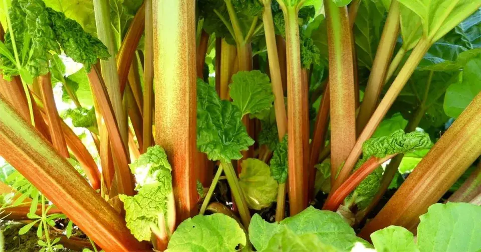 Řapíky rebarbory (Rheum rhabarbarum)