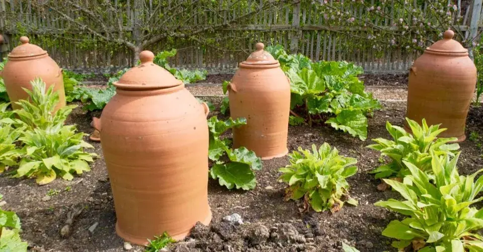 Rebarbora a terakotové nádoby