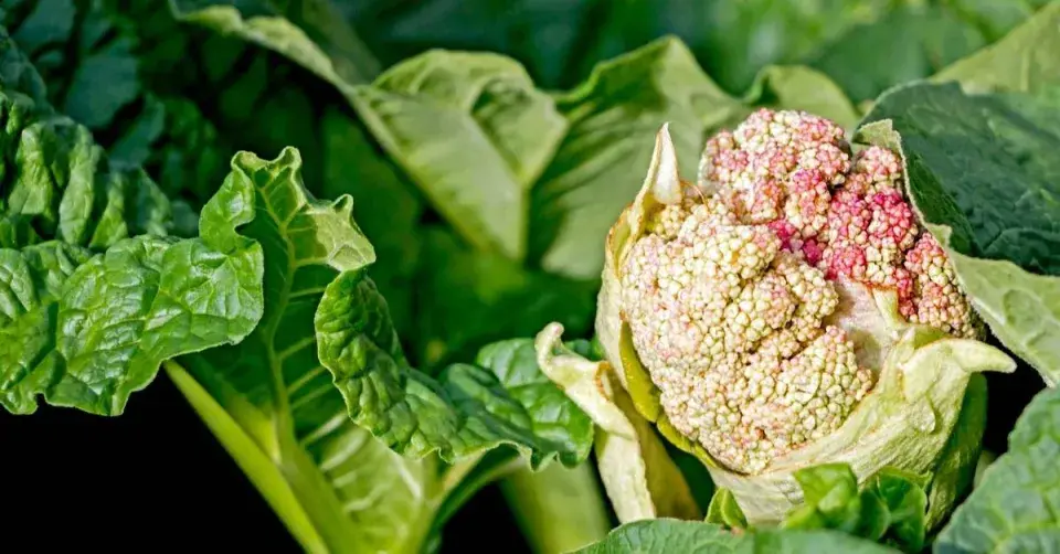 Květ rebarbory (Rheum rhabarbarum)