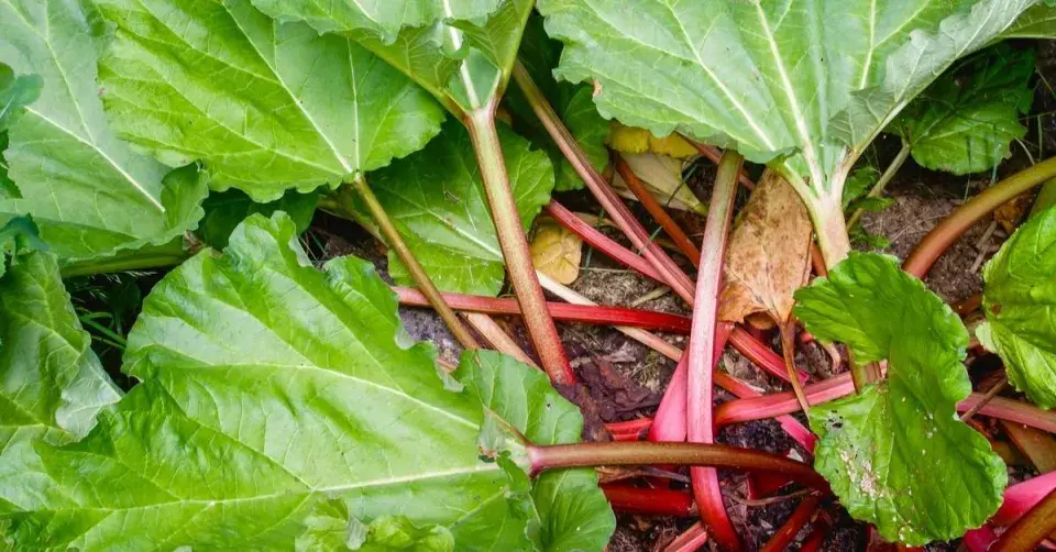 Listy rebarbory s červenými řapíky