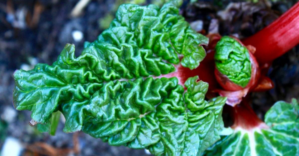 Rašící listy rebarbory (Rheum rhabarbarum)