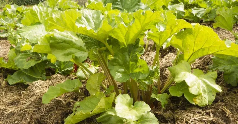 Velké listy rebarbory (Rheum rhabarbarum)