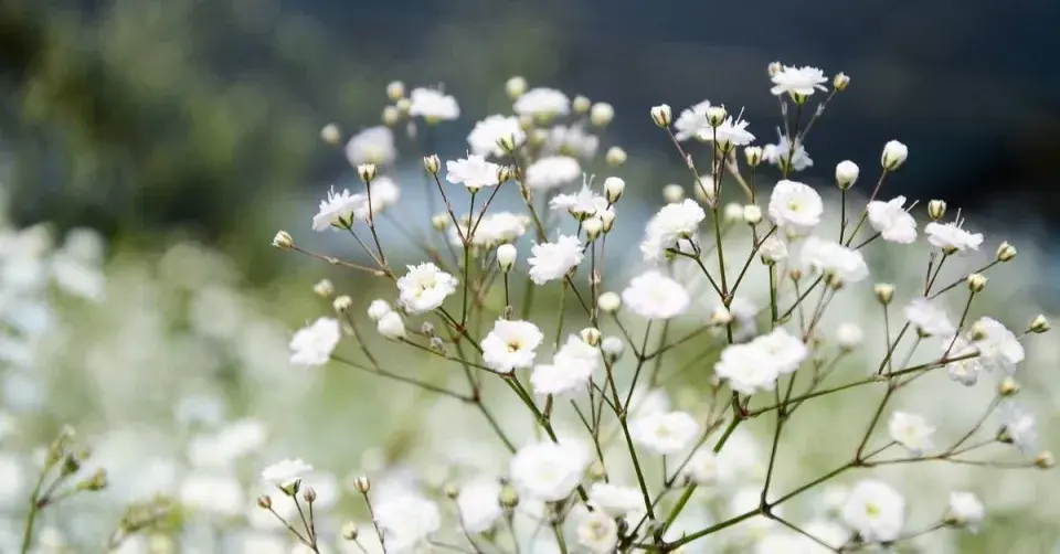 Šater latnatý (Gypsophila paniculata) 