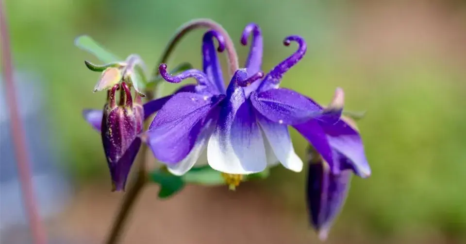Orlíček vějířovitý (Aquilegia flabellata)
