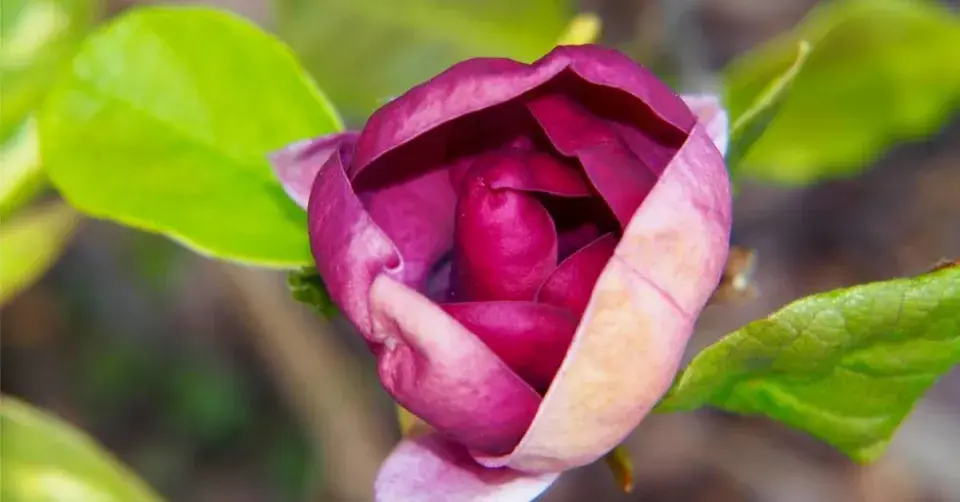 Odrůda ’Genie’ šácholanu Soulangeova (Magnolia soulangeana)