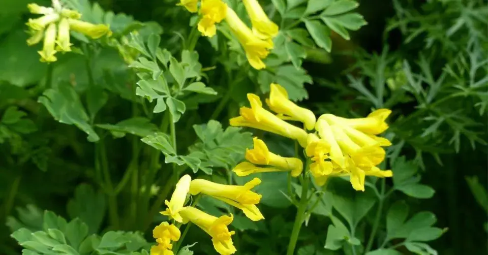 Dymnivka žlutá (Corydalis lutea)