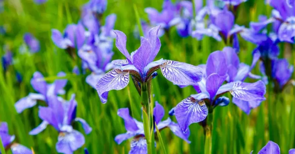 Kosatec sibiřský (Iris sibirica)