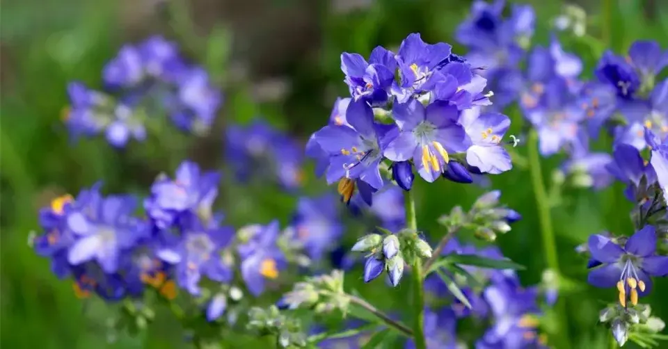 Jirnice modrá (Polemonium caeruelum)