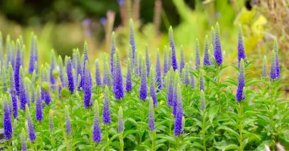 Rozrazil klasnatý (Veronica spicata)