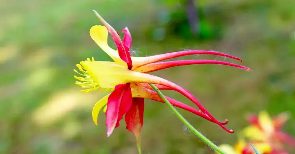Orlíček Skinnerův (Aquilegia skinneri) ’Tequila Sunrise’