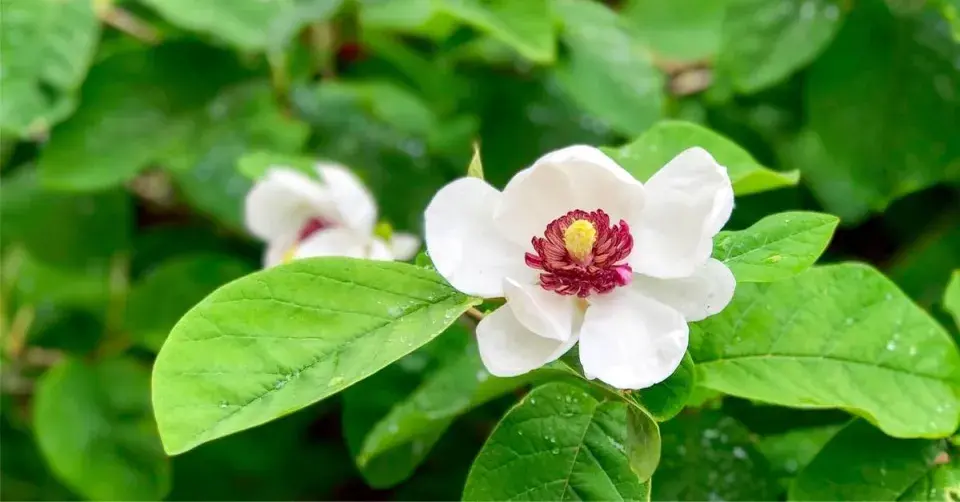 Šácholan Sieboldův (Magnolia sieboldii)