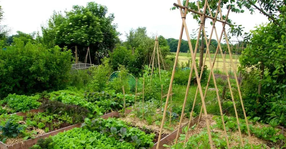 Zeleninová zahrada