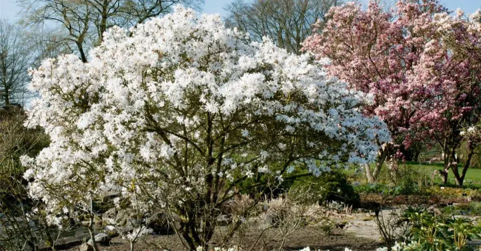 Šácholan hvězdovitý (Magnolia stellata)