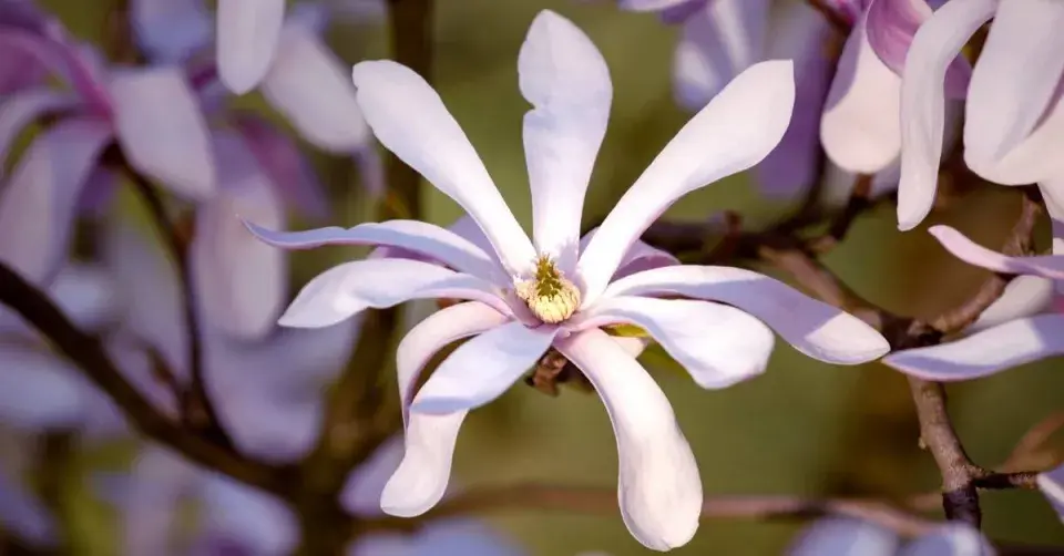 Šácholan hvězdovitý (Magnolia stellata)