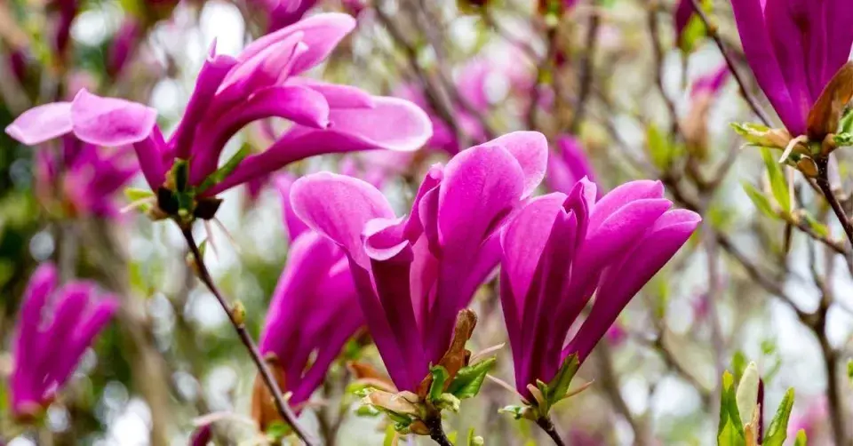 Odrůda magnólie ’Susan’