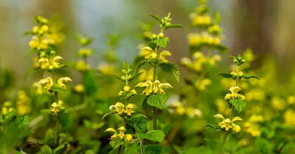 Pitulník žlutý (Lamium galeobdolon)