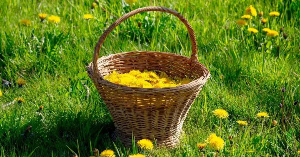 Košík s květy pampelišek