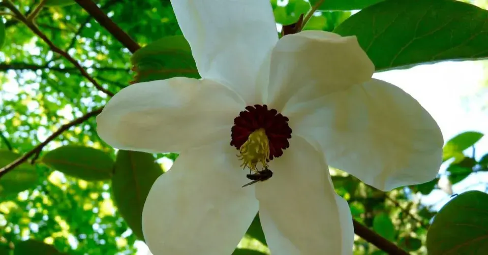 Magnolia wilsonii