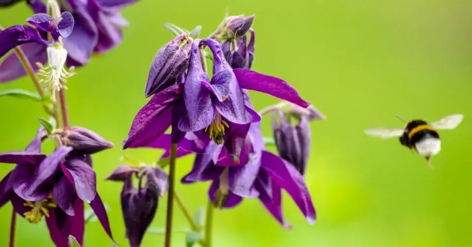 Orlíček obecný (Aquilegia vulgaris)