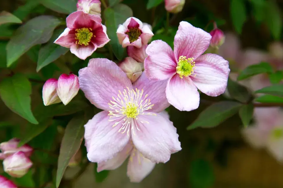 Plamének horský (Clematis montana)