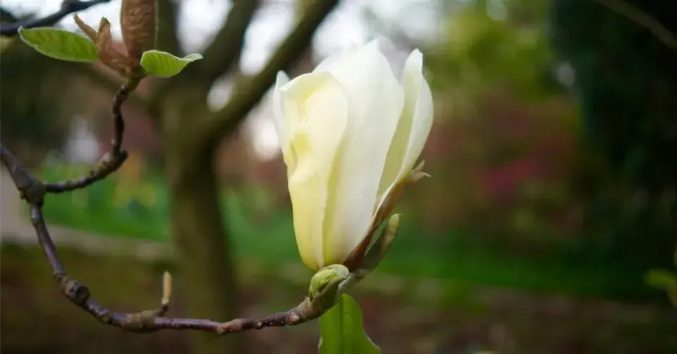 Magnólie odrůdy ’Yellow Lantern’