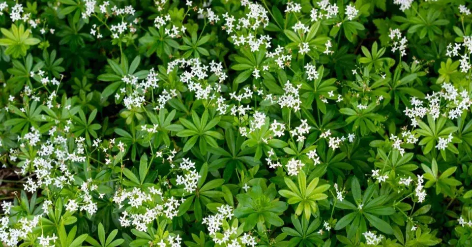 Svízel vonný (dříve mařinka vonná, Asperula odorata)