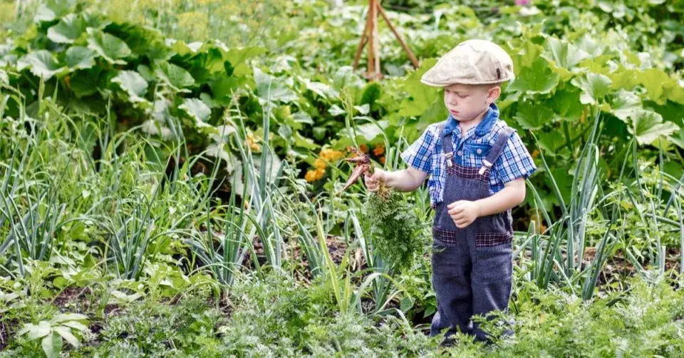 Malý chlapec v zeleninové zahradě